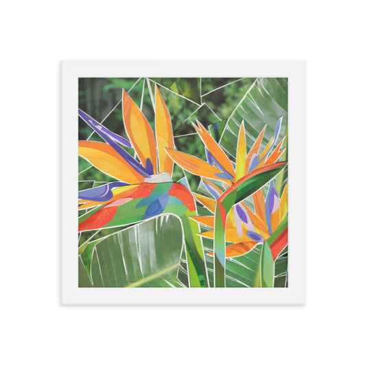 birds of paradise framed print