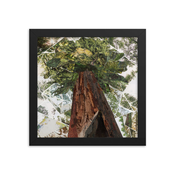 redwoods print, black frame