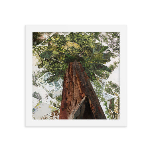 redwoods print, white frame