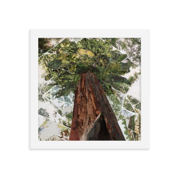 redwoods print, white frame