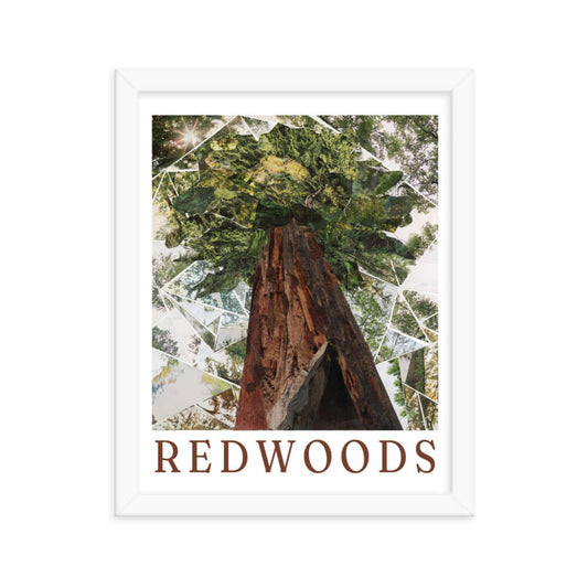 redwoods poster, white frame