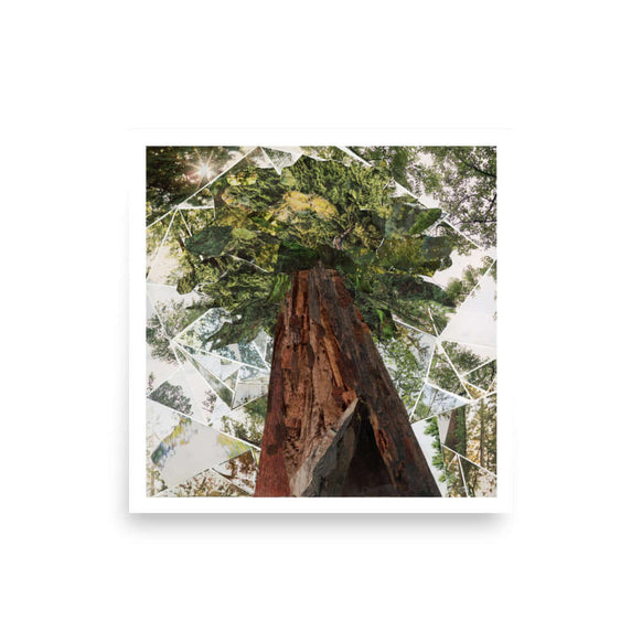 redwoods print, unframed